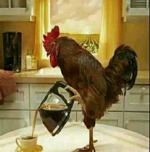 Meet your Posher, Lynette